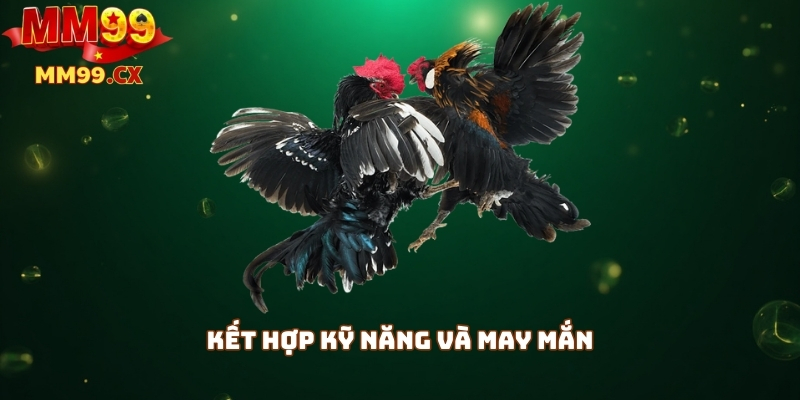 Đá gà MM99 trực tuyến: Trải nghiệm kịch tính, thắng dễ dàng 4 Kết hợp kỹ năng và may mắn