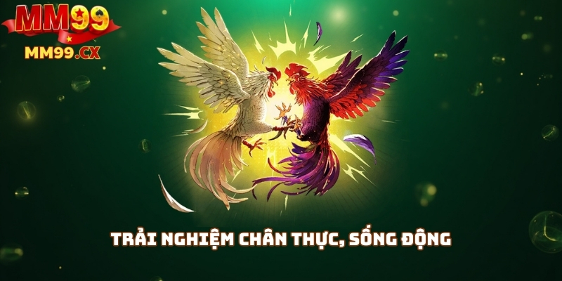 Đá gà MM99 trực tuyến: Trải nghiệm kịch tính, thắng dễ dàng 2 Trải nghiệm chân thực, sống động