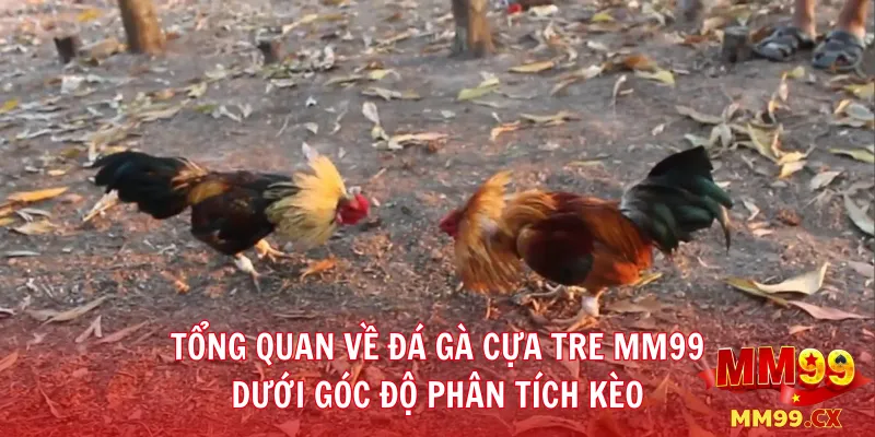 Tổng quan về đá gà cựa tre MM99 dưới góc độ phân tích kèo